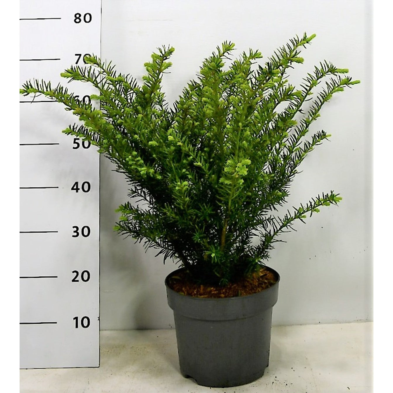Hybrididegran – Taxus media 'Farmen' - C5 30-40 CM